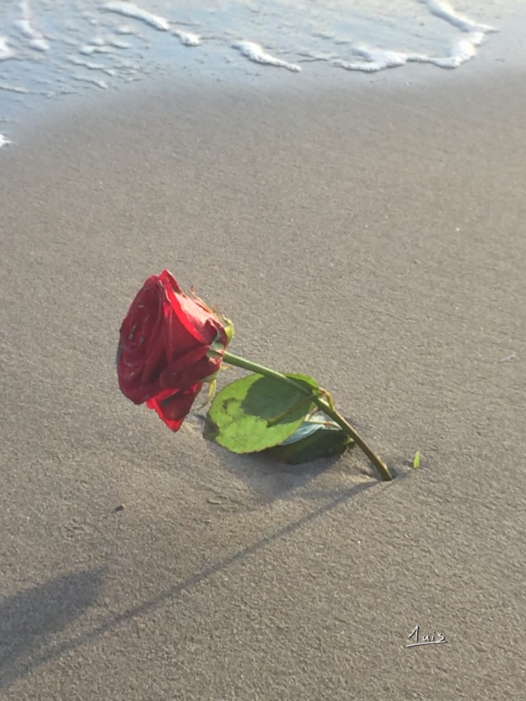 Rose des sables par August Luis