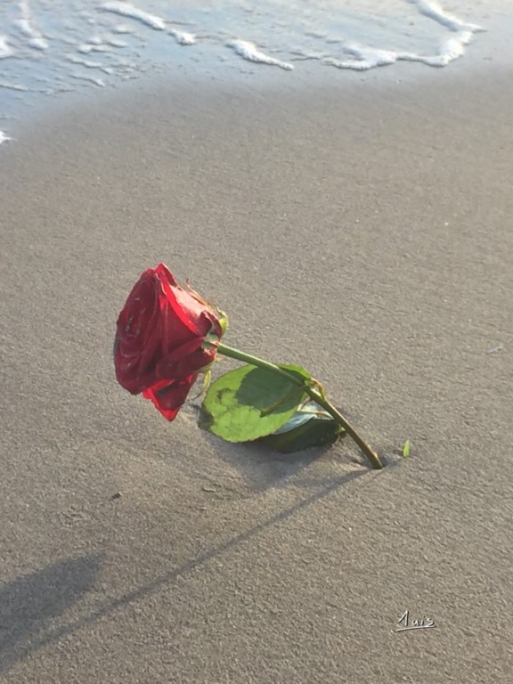 Rose des sables par August Luis