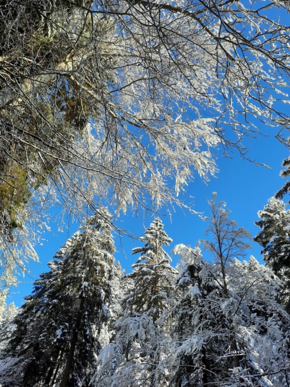 Sapins enneigés par August Luis