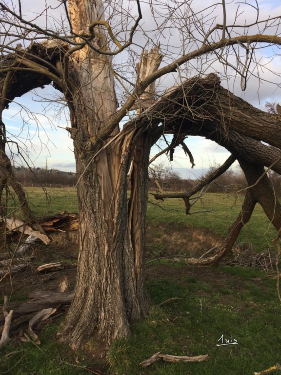 Désolation par August luis