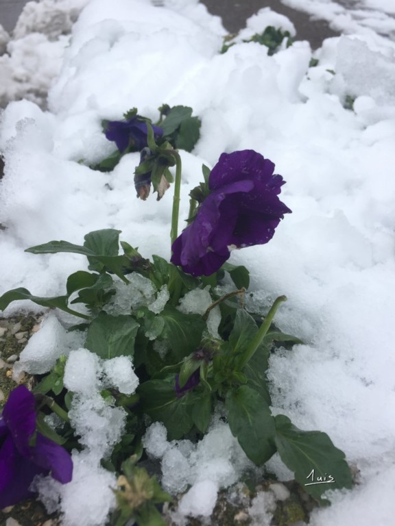 Espoir par August Luis