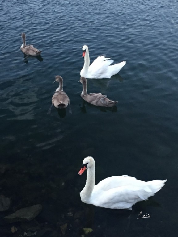 Signes d'intégration par August Luis