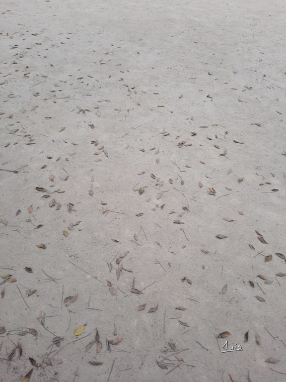 Feuilles sablées par August Luis