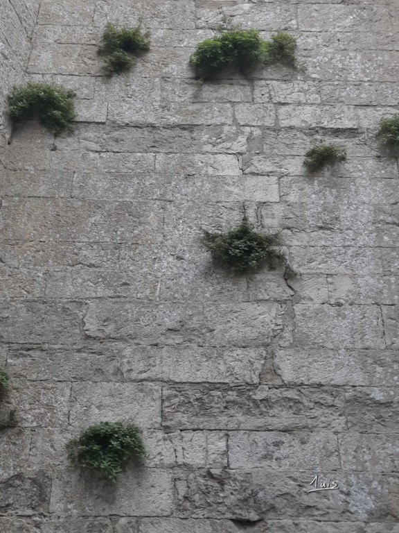 Pierre végétale par August Luis