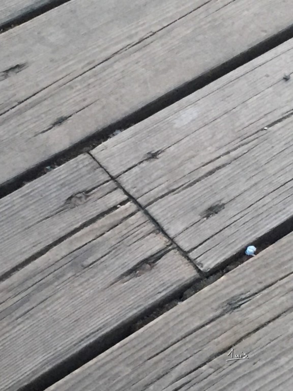 Bois par August Luis