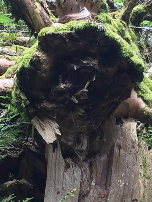 Forêt par August Luis