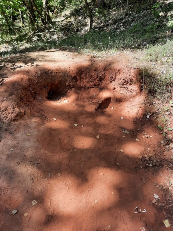 Terriers par August Luis