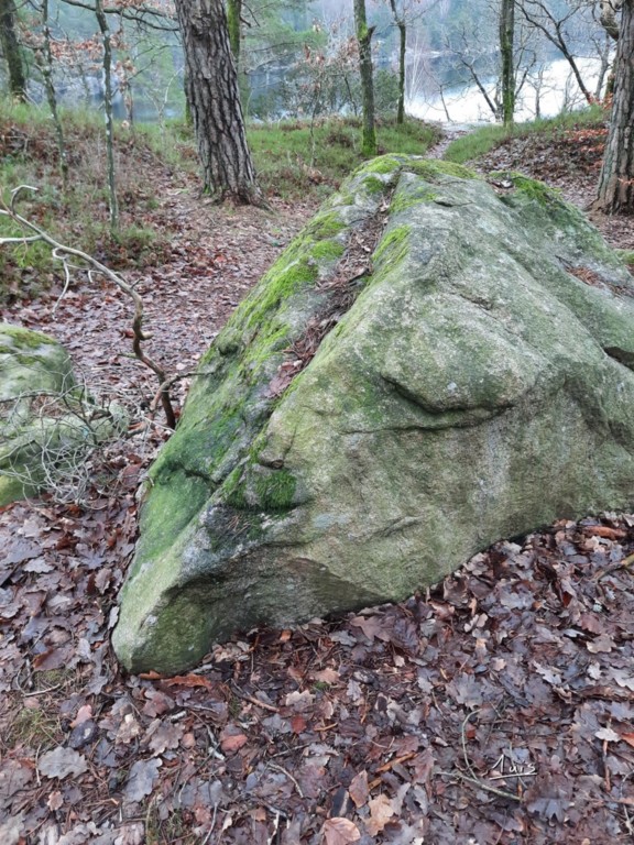 Chameau par August Luis