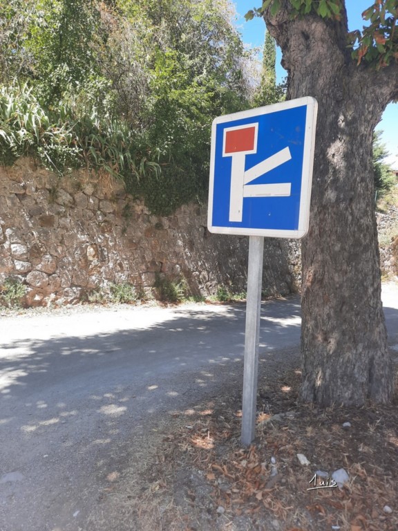 Crocodile par August Luis