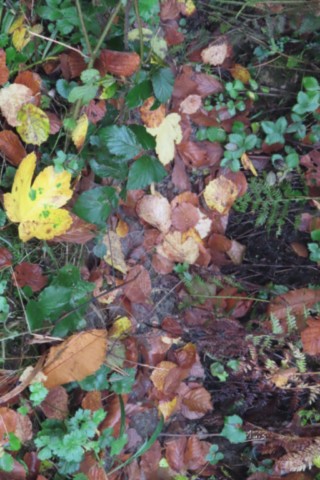 Feuilles par August Luis