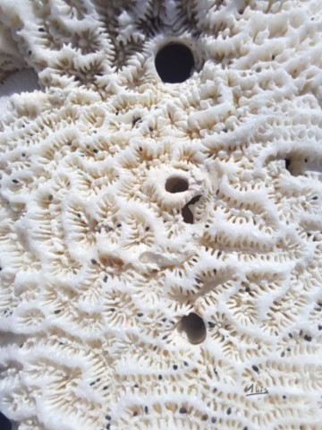 Corail par August Luis